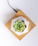 Magnetic Floating Flower Pot