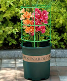 Plant Support Cage